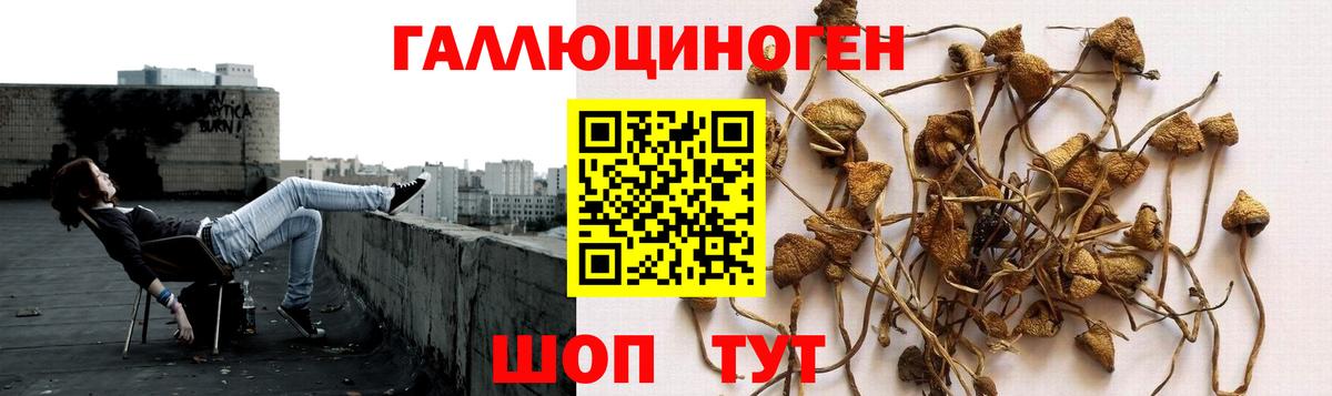 Галлюциногенные грибы прущие грибы Новокубанск